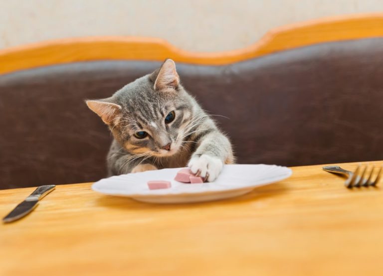 Mon Chat à Toujours Faim Et Vole