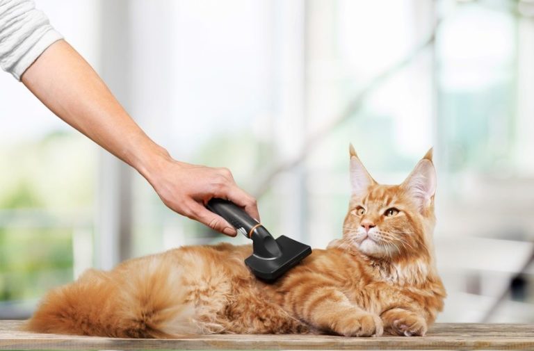 Homeopathie Pour Chat Qui S'arrache Les Poils