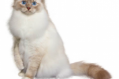 Birman