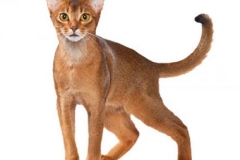 cat_abyssiniansorrel_400x378