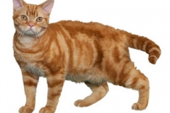cat_americanwire_400x378