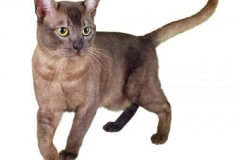 cat_asian_400x378