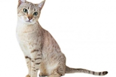 cat_australianmist_400x378