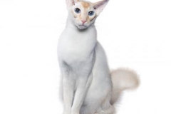 cat_balinese_400x378