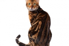 cat_bengal_400x378