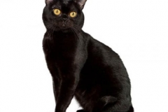 cat_bombay_400x378