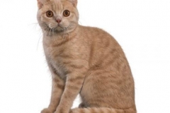cat_britishshorthair_400x378