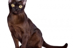 cat_brown_burmese_400x378