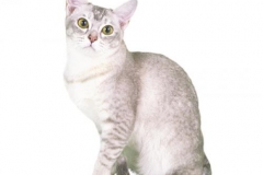 cat_burmilla_400x378