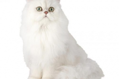 cat_chinchilla_400x378