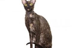 cat_cornishrex_400x378