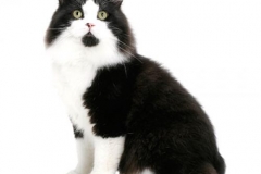 cat_cymric_400x378