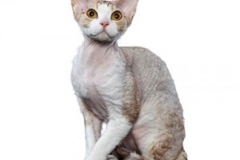 cat_devonrex_400x378