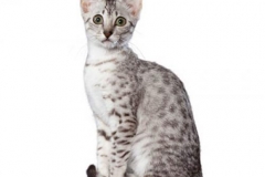 cat_egyptianmausilver_400x378