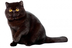 cat_exoticshorthair_400x378