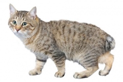 cat_japanesebobtaillonghaired_400x378