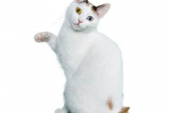 cat_japanesebobtailshorthaired_400x378