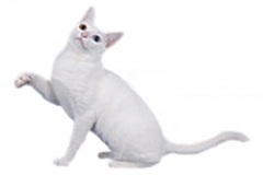 cat_khaomanee_400x378