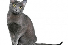 cat_korat_400x378