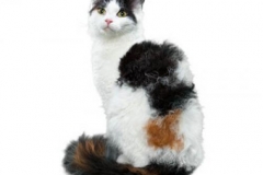 cat_laperms_400x378