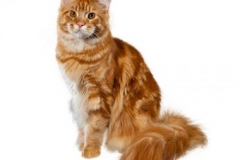 cat_mainecoonredshadedcameo_400x378
