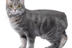 cat_manx_400x378