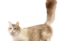 cat_munchkin_400x378