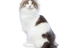 cat_norwegianforestcatblacktabby_400x378