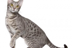 cat_ocicat_400x378