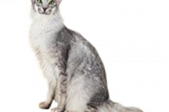 cat_orientallonghair_400x378