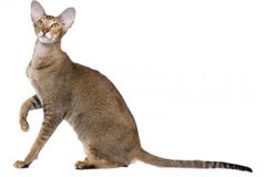 cat_orientalshorthair_400x378