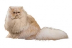 cat_persianlonghair_400x378