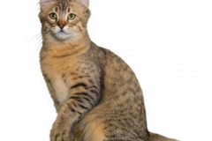 cat_pixiebob_400x378