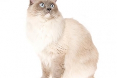 cat_ragdoll_400x378
