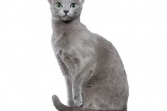 cat_russianblue_400x378