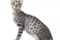 cat_savannah_400x378