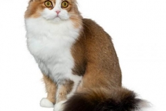 cat_scottishfoldblackmackereltabby_400x378