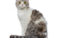 cat_selkirkrex_400x378