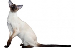cat_siamese_400x378