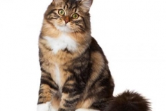 cat_siberianfores_400x378