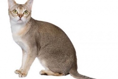 cat_singapura_400x378