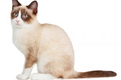 cat_snowshoe_400x378