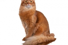 cat_somalifawn_400x378