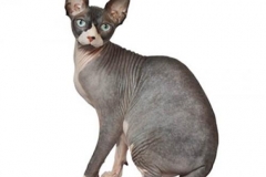 cat_sphynx_400x378