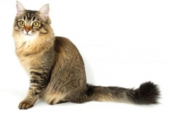 cat_tiffanie_400x378