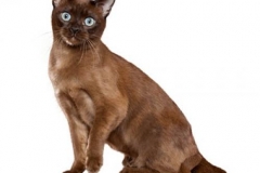 cat_tonkinese_400x378