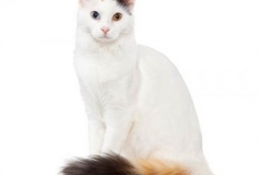 cat_turkishvan_400x378