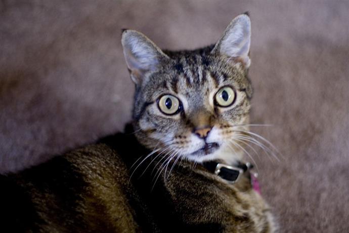 Pourquoi les chats ont-ils l’air de ricaner ? - Secrets de Chats Pourquoi les chats ont-ils l’air de ricaner ?