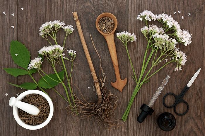 Qu'est-ce que l'herbe à chat ? Pourquoi les chats l'aiment - Secrets de Chats Image montrant la racine de valériane séchée, couramment utilisée comme supplément à base de plantes.