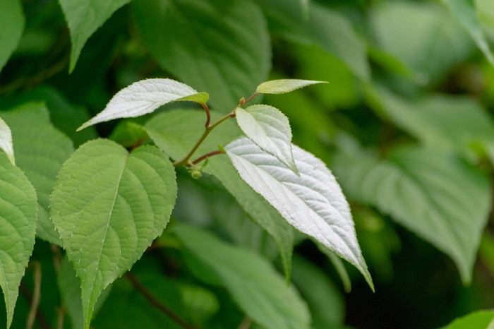 Qu'est-ce que l'herbe à chat ? Pourquoi les chats l'aiment - Secrets de Chats Photographie en gros plan d'un rameau de la plante Silvervine.